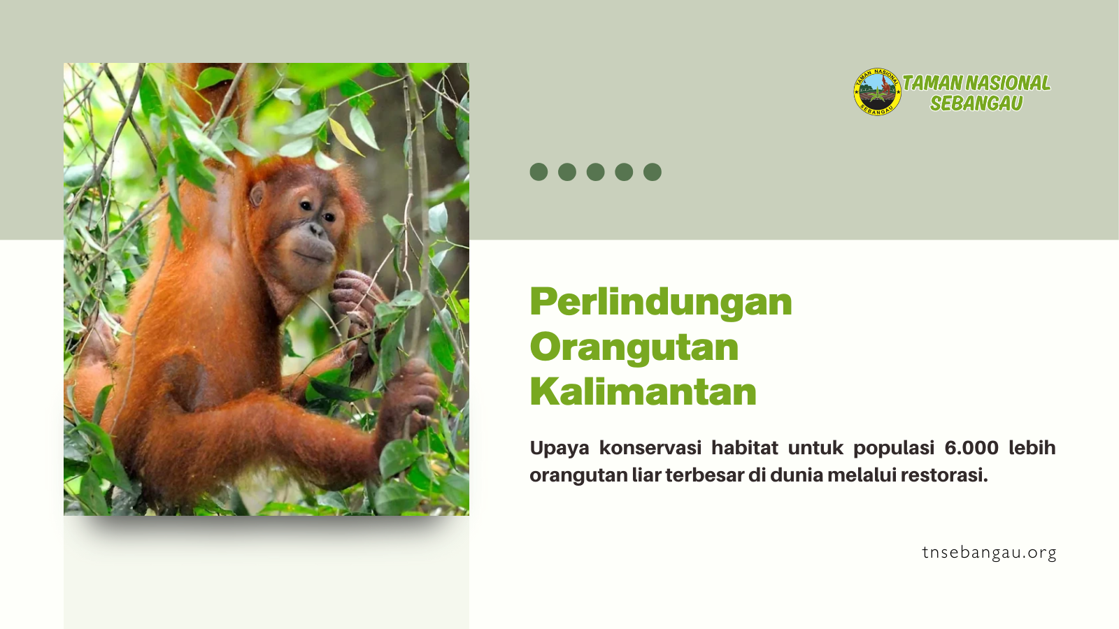 tnsebangau.org