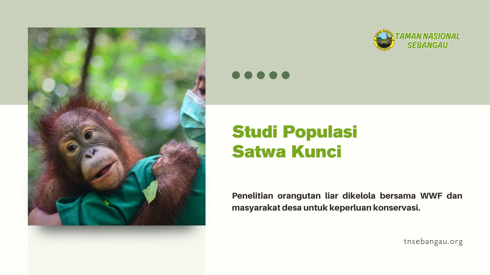 tnsebangau.org