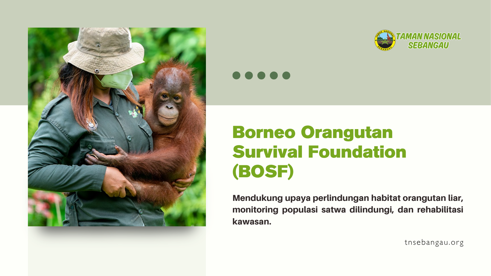 Borneo Orangutan Survival Foundation (BOSF)