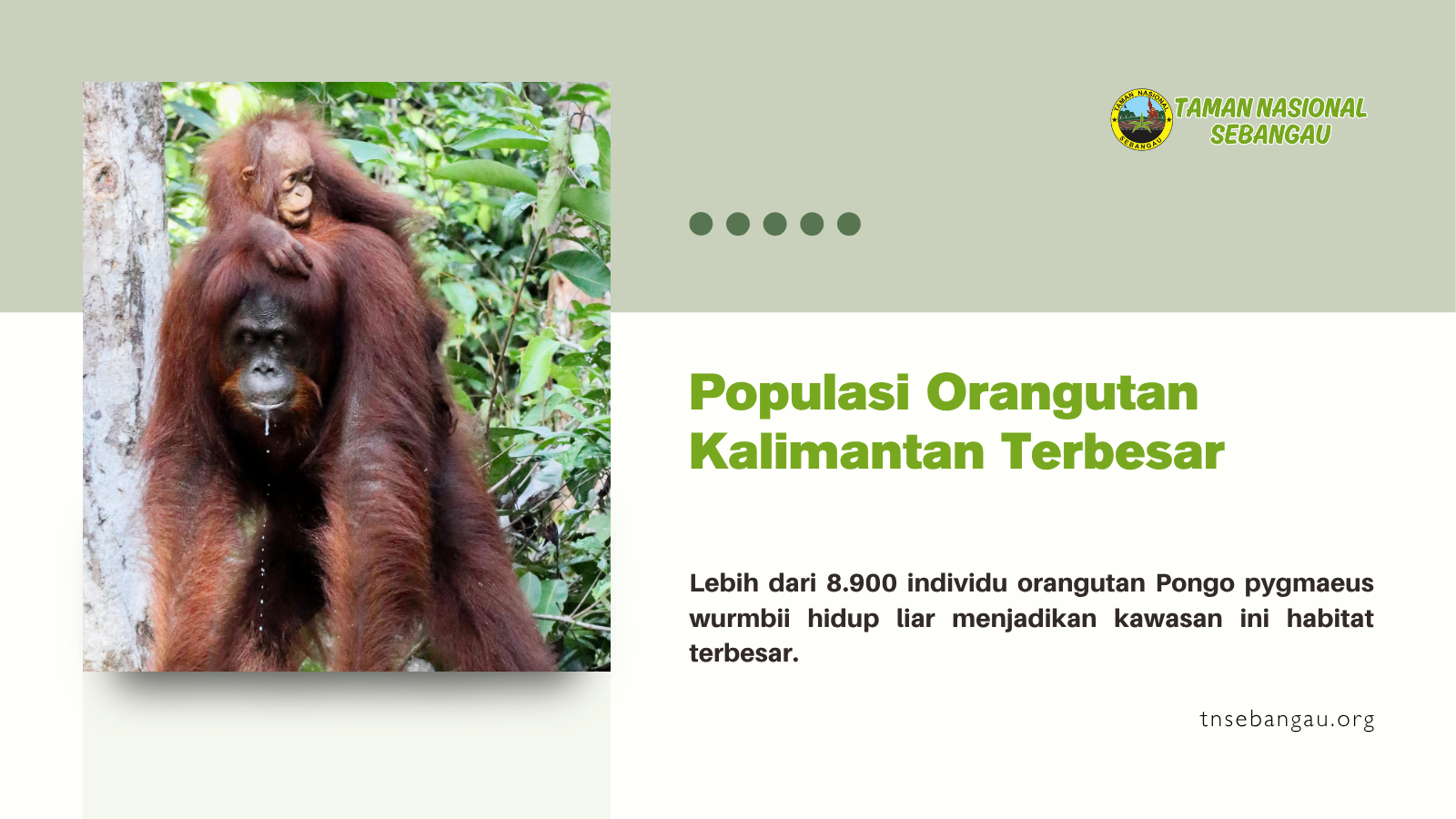 tnsebangau.org