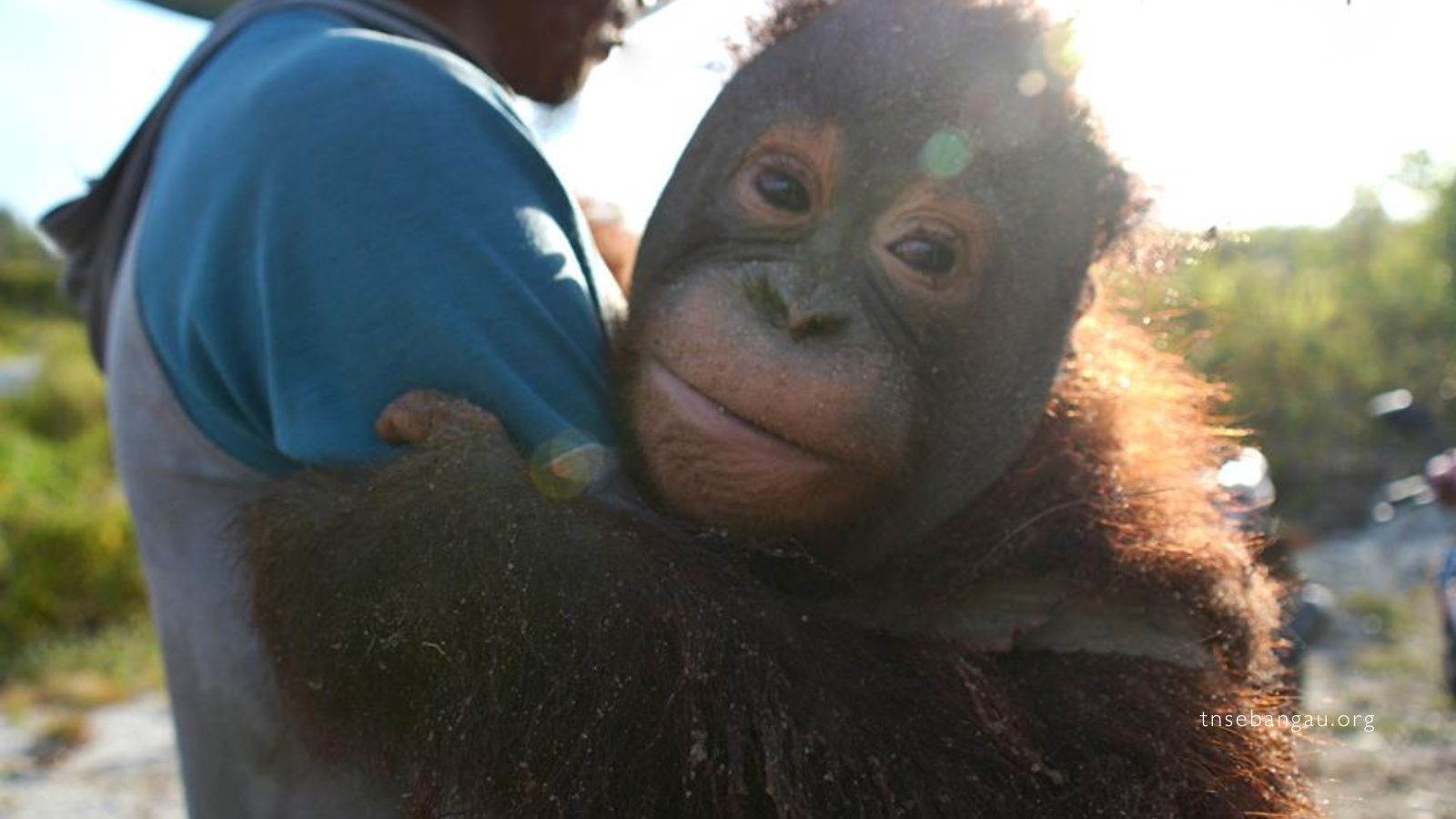 Patroli Satwa Liar di Sebangau Melindungi Orangutan dari Ancaman Kebakaran