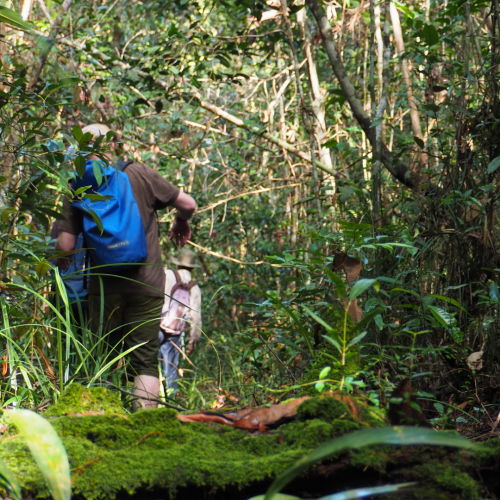 Terobosan Konservasi Gambut